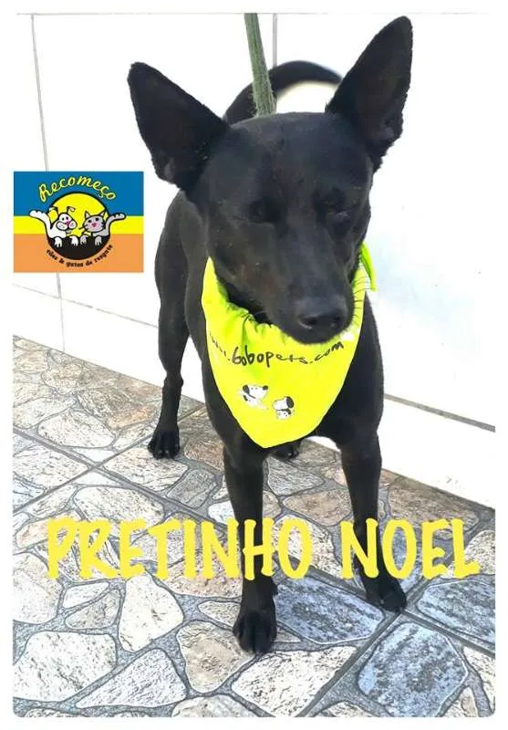 Cachorro ra a SRD idade 4 anos nome PRETINHO NOEL