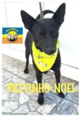 PRETINHO NOEL