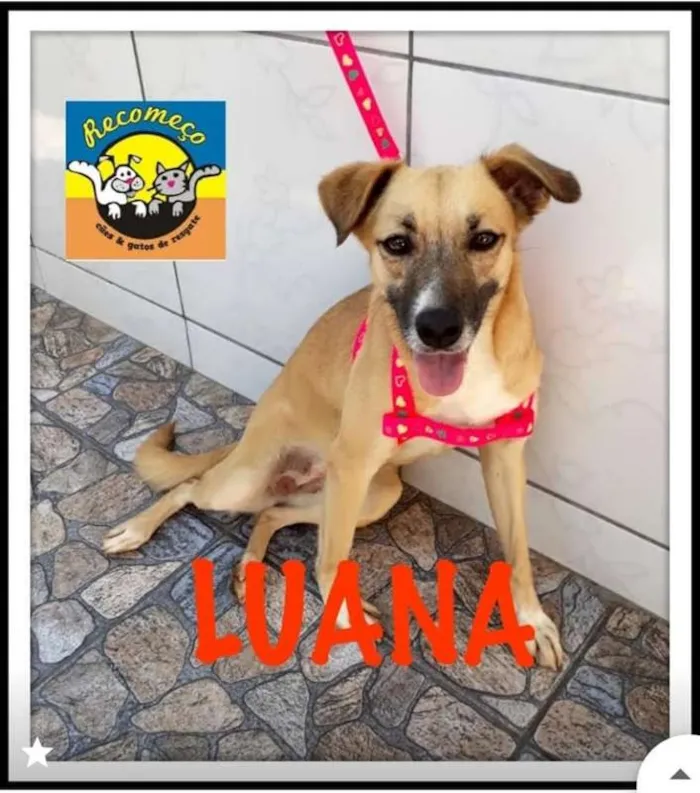Cachorro ra a SRD idade 1 ano nome LUANA