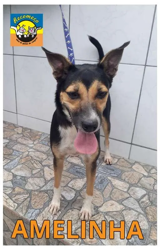 Cachorro ra a SRD idade 3 anos nome AMELINHA