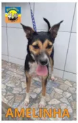 AMELINHA