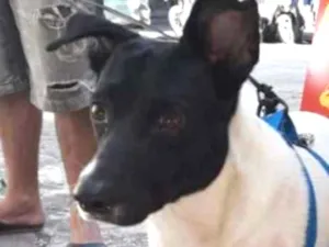 Cachorro raça Srd idade 1 ano nome Sem nome