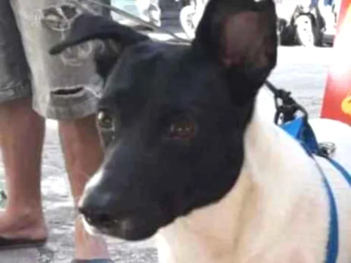Cachorro ra a Srd idade 1 ano nome Sem nome