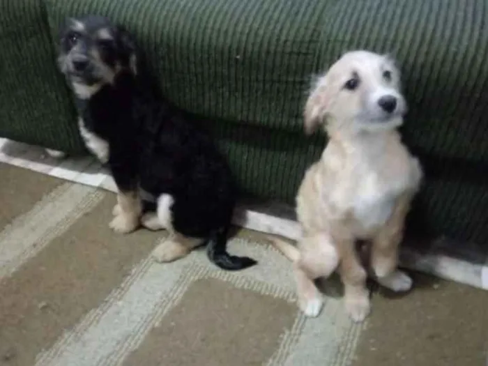 Cachorro ra a Raça não determinada idade 2 a 6 meses nome Spike Snoopy