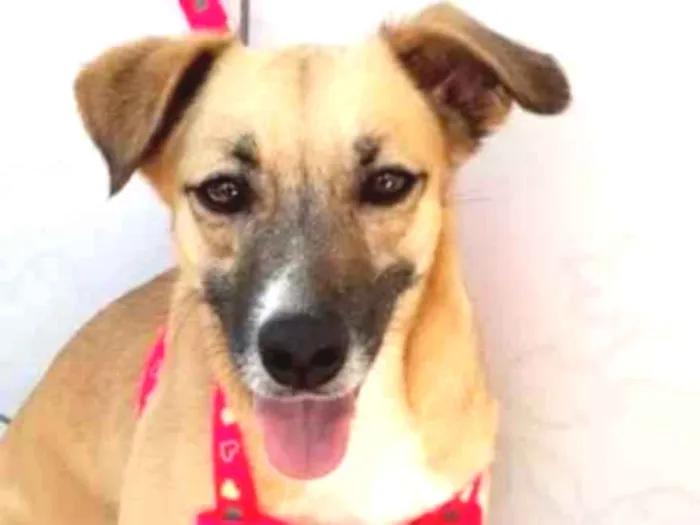 Cachorro ra a SRD idade 1 ano nome LUANA