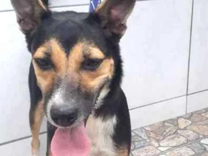 Cachorro ra a SRD idade 3 anos nome AMELINHA