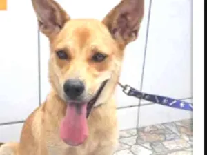 Cachorro raça SRD idade 2 anos nome JULIANA