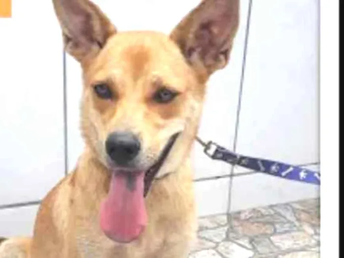 Cachorro ra a SRD idade 2 anos nome JULIANA