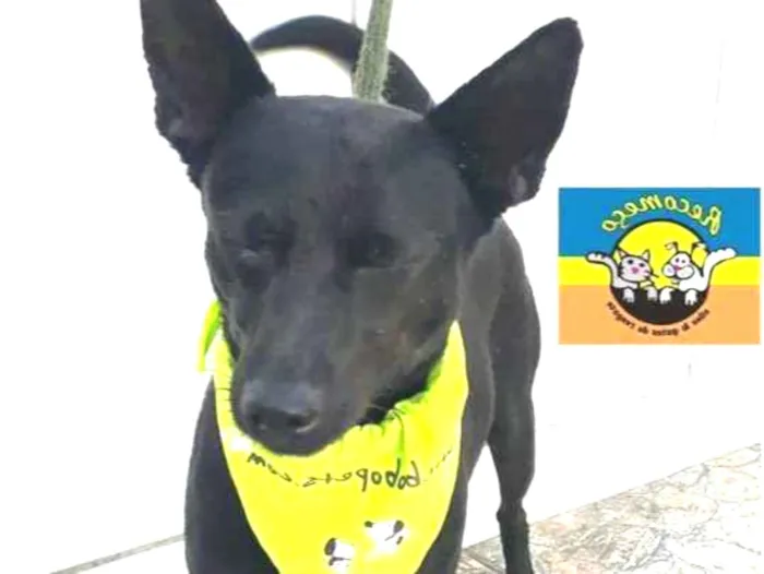Cachorro ra a SRD idade 4 anos nome PRETINHO NOEL