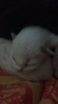 Bebê