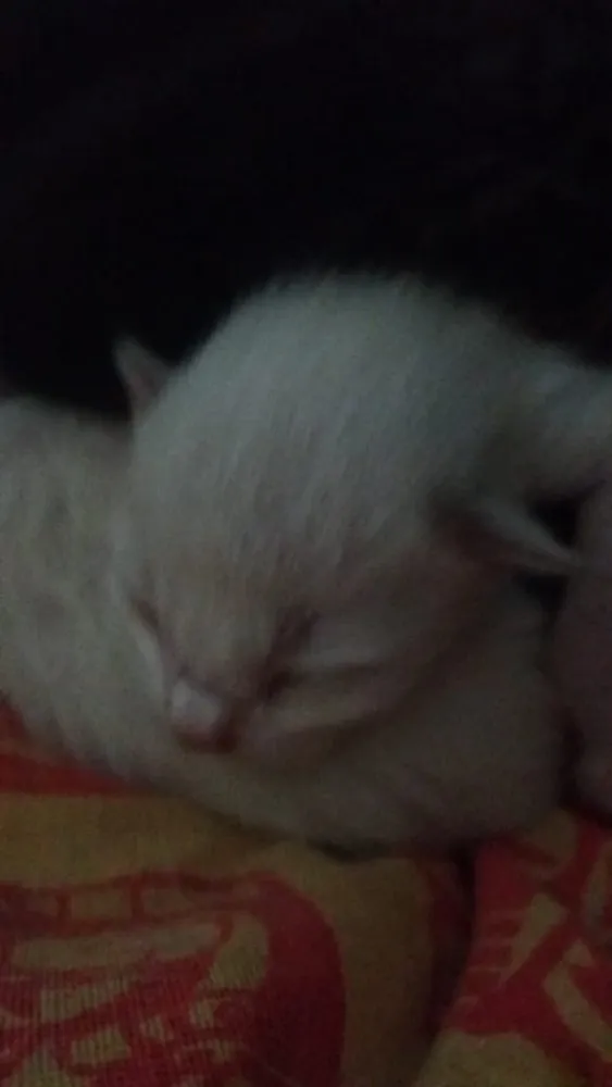 Gato ra a Gatinho idade Abaixo de 2 meses nome Bebê