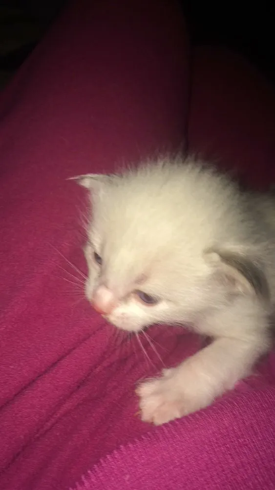 Gato ra a Gatinho idade Abaixo de 2 meses nome Bebê