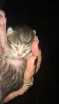 Bebê