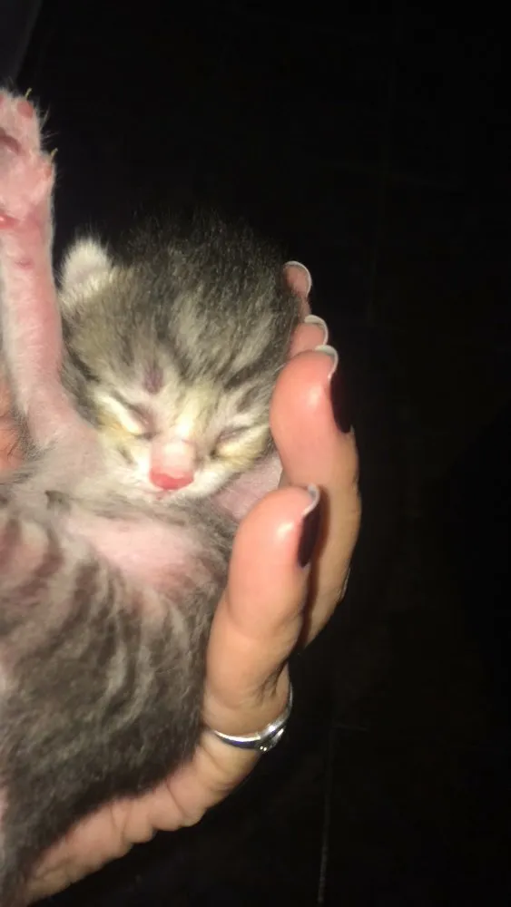 Gato ra a Gatinho idade Abaixo de 2 meses nome Bebê