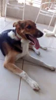 Bolota
