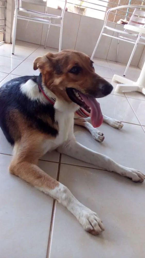 Cachorro ra a Pastor Alemão (não puro) idade 1 ano nome Bolota