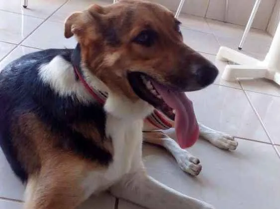 Cachorro ra a Pastor Alemão (não puro) idade 1 ano nome Bolota