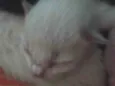 Bebê