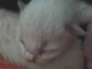 Gato raça Gatinho idade Abaixo de 2 meses nome Bebê