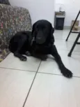 Pretinha