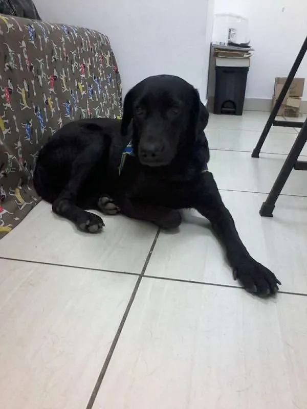 Cachorro ra a SRD idade 4 anos nome Pretinha