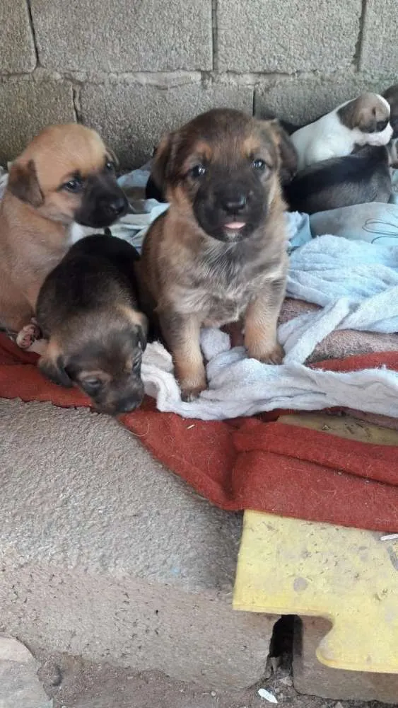 Cachorro ra a SRD idade Abaixo de 2 meses nome Vira Latinhas