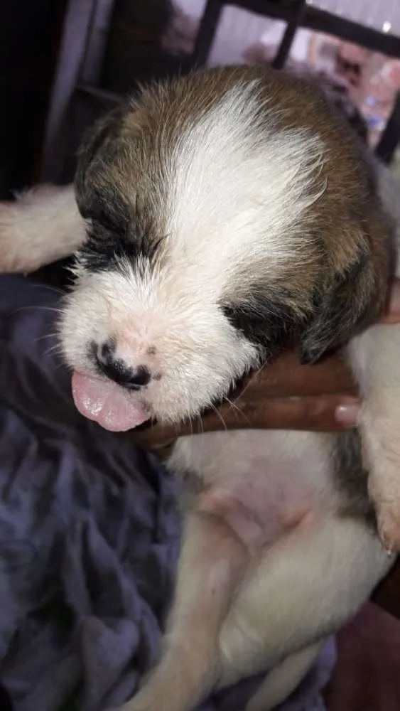 Cachorro ra a SRD idade Abaixo de 2 meses nome Vira latinhas