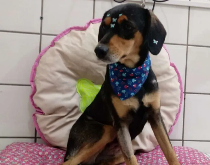 Cachorro raça SRD idade 3 anos nome Bibi