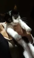 Gatinhos Ana 