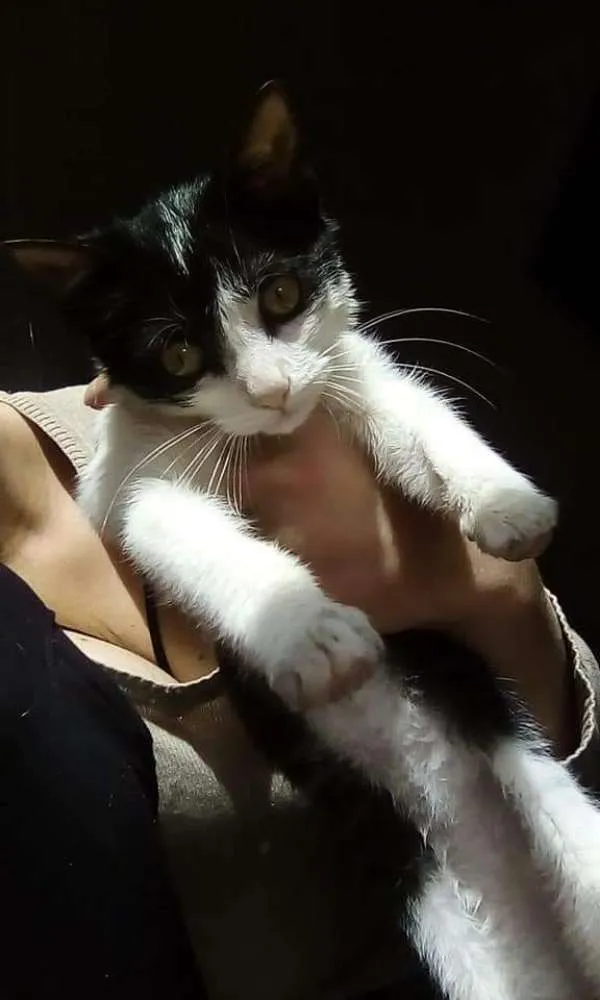 Gato raça SRD idade 2 a 6 meses nome Gatinhos Ana 