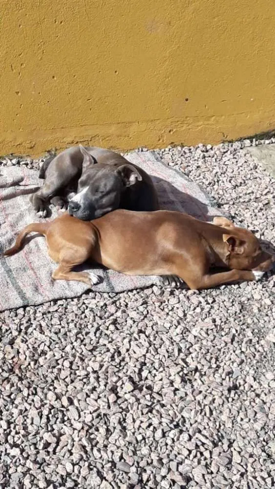 Cachorro raça Pitt Bul  idade 1 ano nome Casal de Pitt