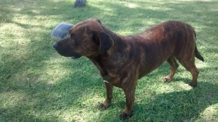 Cachorro ra a Cimarron Uruguaio idade 4 anos nome Gordo 