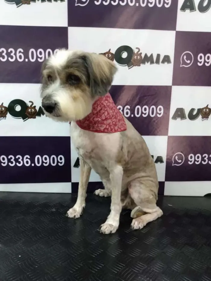 Cachorro raça SRD idade 4 anos nome Bia