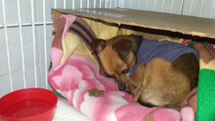 Cachorro raça Mestiço de Pincher idade 6 ou mais anos nome Pequeno