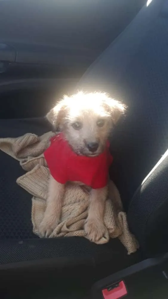 Cachorro raça SRD  idade 2 a 6 meses nome Bruninho