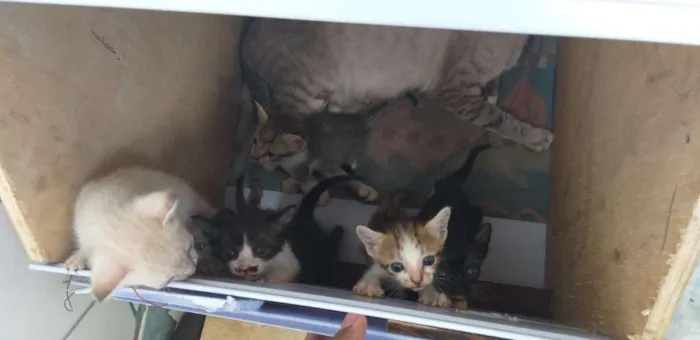Gato raça siames idade 2 a 6 meses nome branquinha 