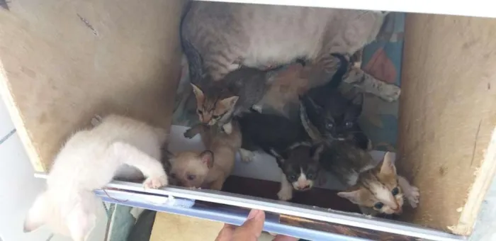 Gato raça siames idade 2 a 6 meses nome branquinha 
