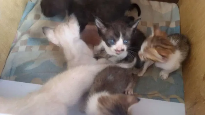 Gato raça siames idade 2 a 6 meses nome branquinha 