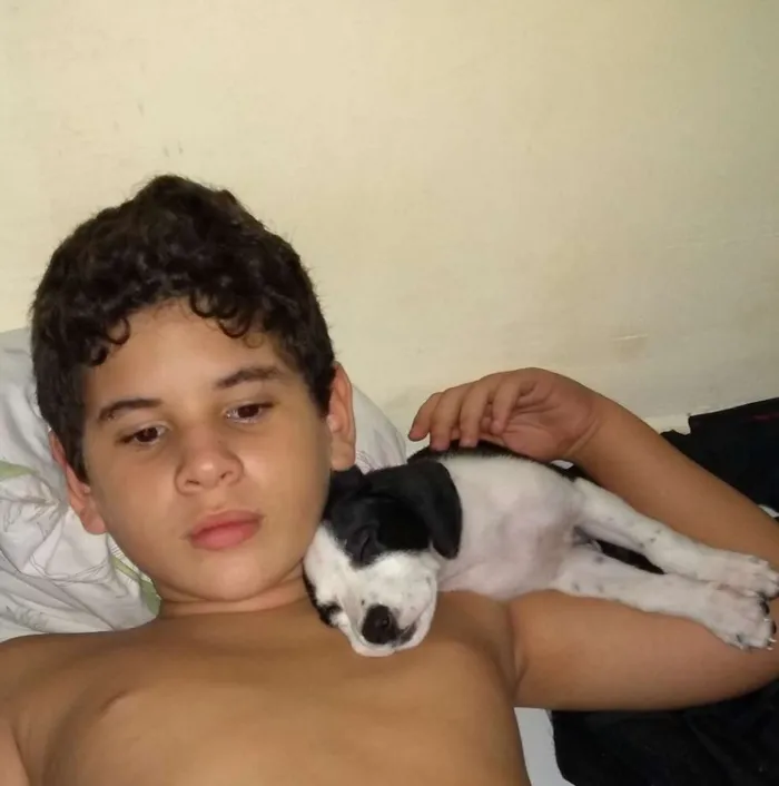 Cachorro raça Mestiça dálmata e labrador idade 2 a 6 meses nome Alice