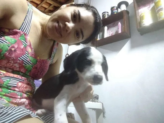 Cachorro raça Mestiça dálmata e labrador idade 2 a 6 meses nome Alice