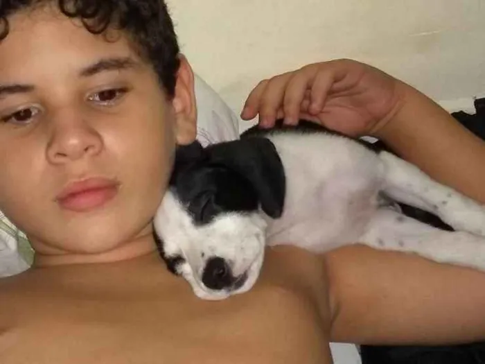 Cachorro raça Mestiça dálmata e labrador idade 2 a 6 meses nome Alice
