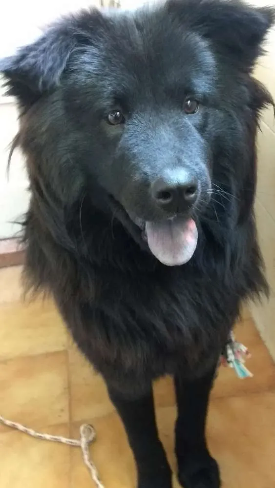 Cachorro ra a Chau chau idade 1 ano nome Tayla