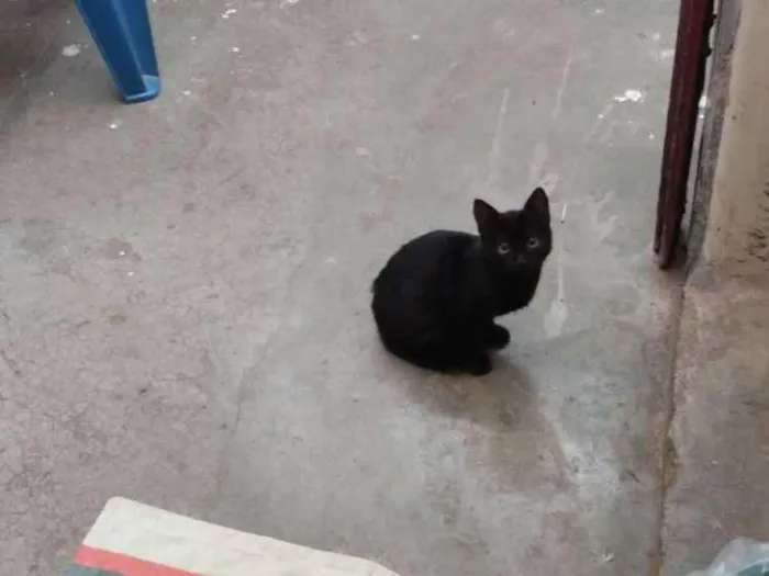Gato ra a não sei idade 2 a 6 meses nome não tem nome