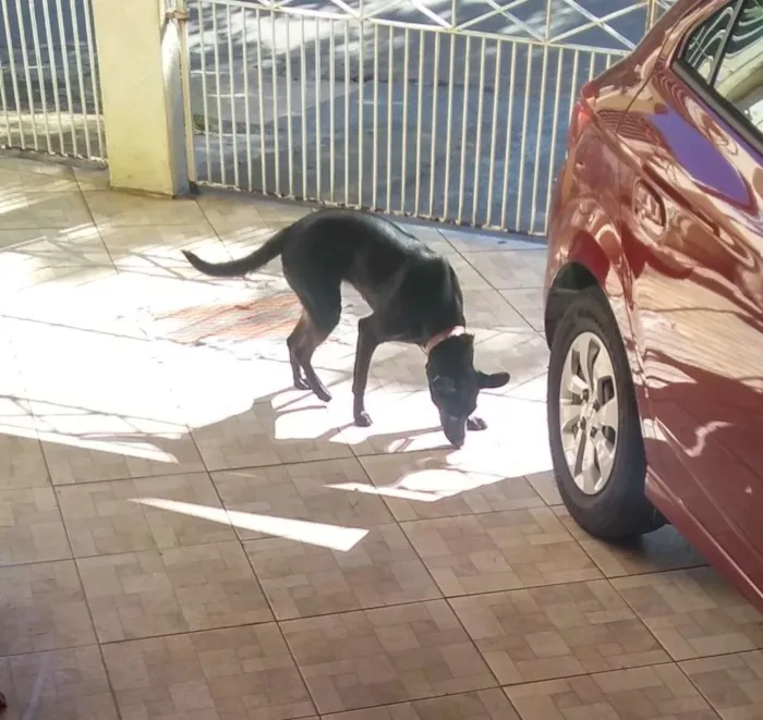 Cachorro ra a Viralata idade 1 ano nome Dandara