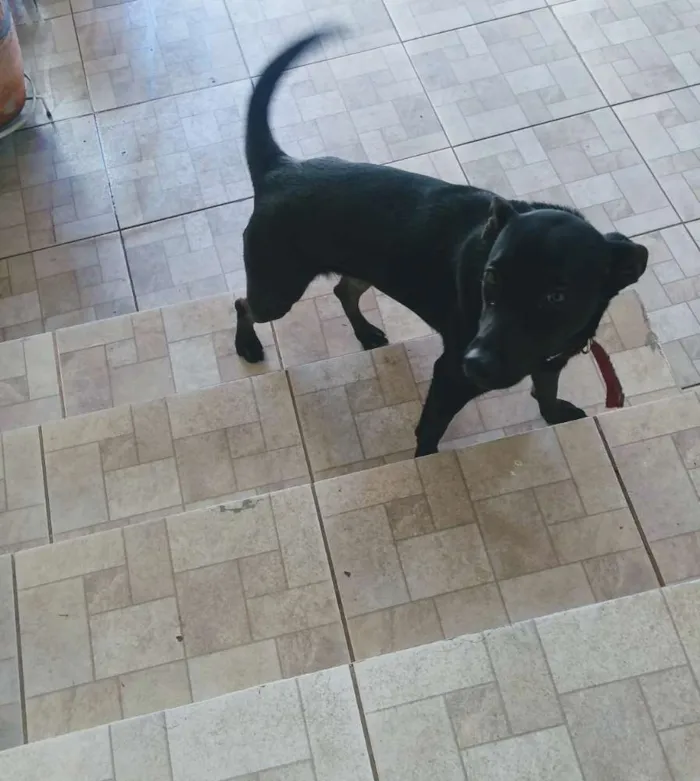 Cachorro ra a Viralata idade 1 ano nome Dandara