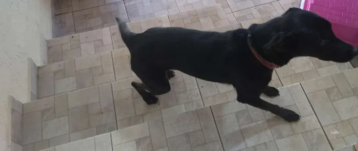 Cachorro ra a Viralata idade 1 ano nome Dandara