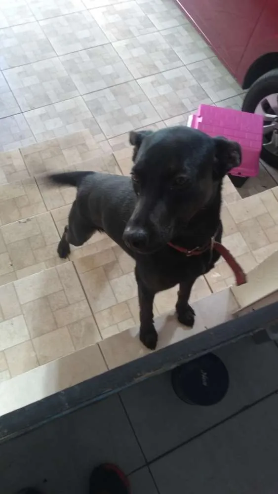 Cachorro ra a Viralata idade 1 ano nome Dandara