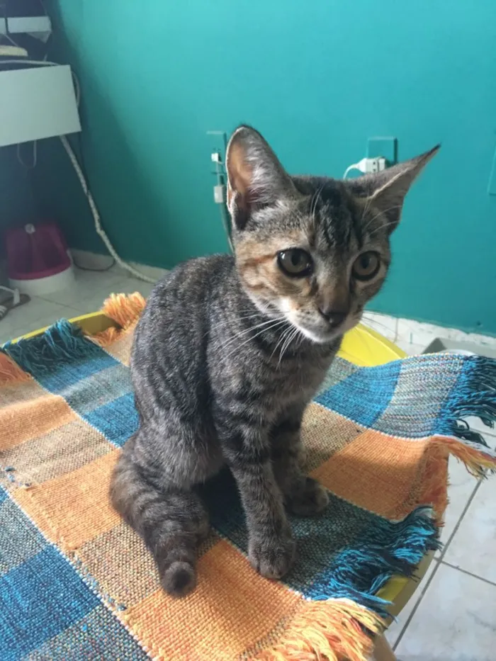 Gato ra a SRD idade 2 a 6 meses nome PETIT