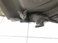 PETIT