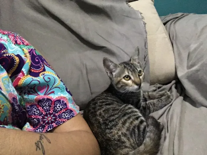 Gato ra a SRD idade 2 a 6 meses nome PETIT